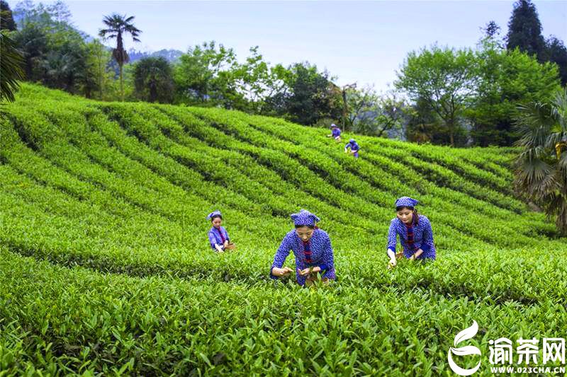 【重庆十大茶叶品牌巡礼】老茶梁：三峡银针享誉全国.jpg