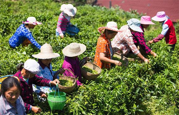 茶农正在采摘茶叶。通讯员 李达元 摄
