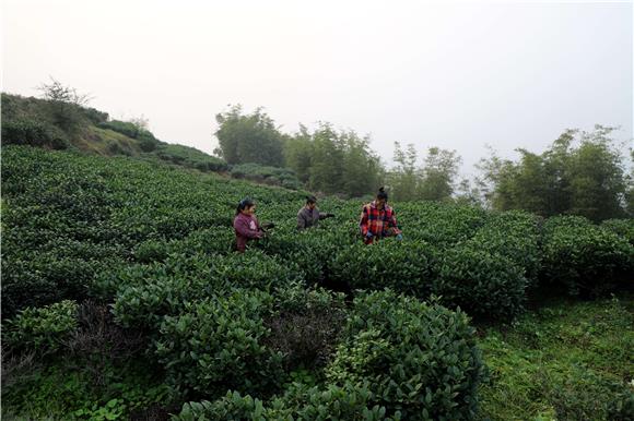 茶山基地。特约通讯员 谭显全 摄